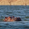 Hroch obojzivelny - Hippopotamus amphibius - Hippopotamus o0180
